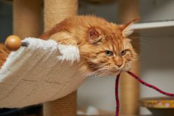 Katzen