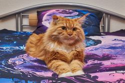 Katzen