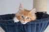 Katze