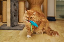 Katzen