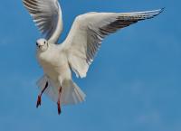Möwe