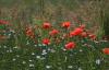 Mohn