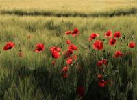 Mohn Blumen