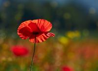 Mohn Blumen