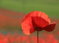 Mohn