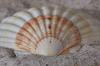 Muscheln
