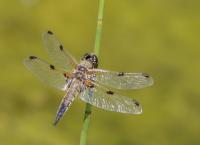 Libelle