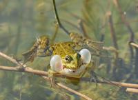 Frosch