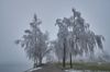 Thunersee Winter