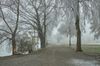 Nebel