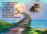Katze