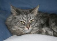 Katzen