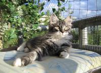 Katze
