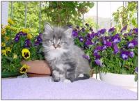 Katzen