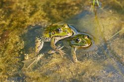 Naturschutzgebiet