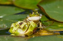 Frosch