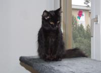 Katze