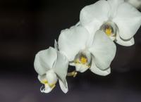 Orchideen