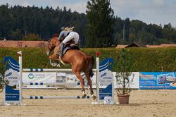 Pferde - Springreiten