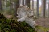 Pilze