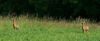 Rehe