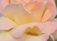 Rosen