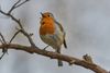 Rotkehlchen