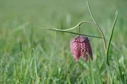 Schachbrettblumen