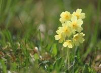 Schlüsselblumen