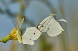 Schmetterlinge