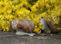 Schnecken