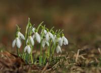 Schneeglöckchen Blumen