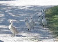 Tierkinder