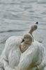 Tierkinder
