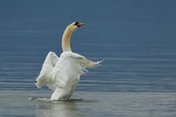 Schwäne
