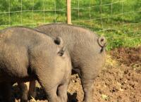 Schweine
