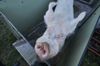 Schweine