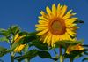Blumen