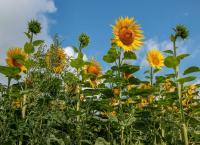 Sonnenblumen