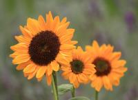 Sonnenblumen