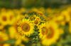 Bokeh - Filter