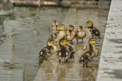 Tierkinder