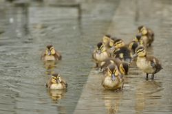 Tierkinder