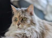Katze