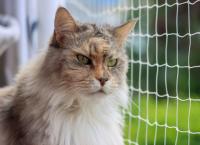Katze