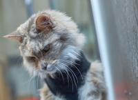 Katze