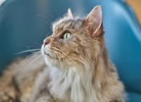 Katze