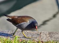 Teichhuhn