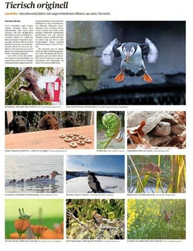 Tierisch originell Jahresrückblick 2019 Thuner Tagblatt 28.Dezember 2019