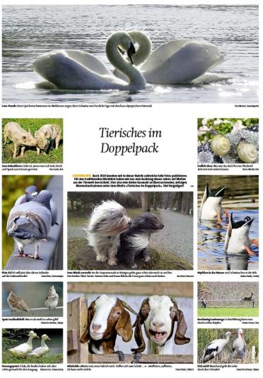 Tierisches Doppelpack Leserbild Berner Zeitung und Thuner Tagblatt 19.Dezember 2014